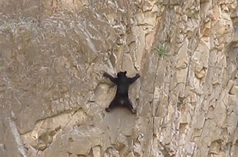 صخره نوردی دیدنی و خطرناک خرس ها