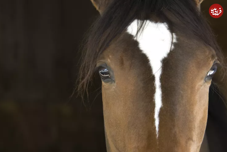 ۱۲ حقیقت باورنکردنی درباره اسب‌ها که نمی‌دانستید