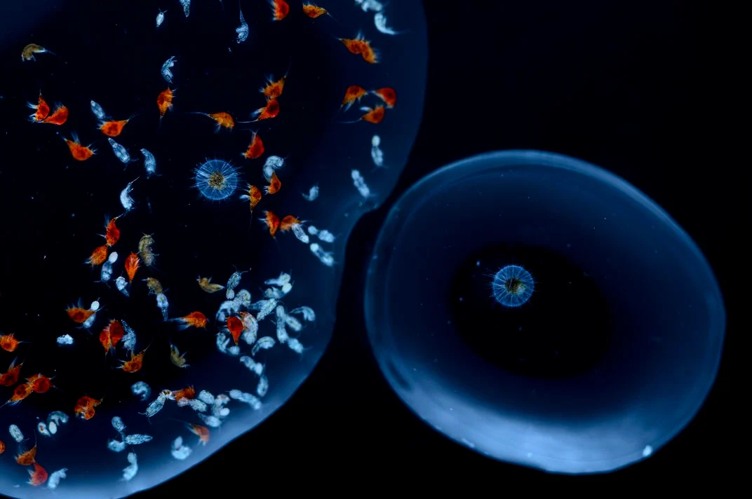 عکس‌های حیرت‌انگیز از زندگی در قطره‌های آب! (برترین ها)