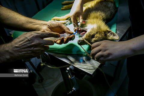 تصاویری جذاب از حیوانات بیمارِ بامزه در بیمارستان(همشهری آنلاین)