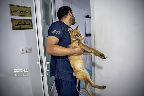 تصاویری جذاب از حیوانات بیمارِ بامزه در بیمارستان(همشهری آنلاین)