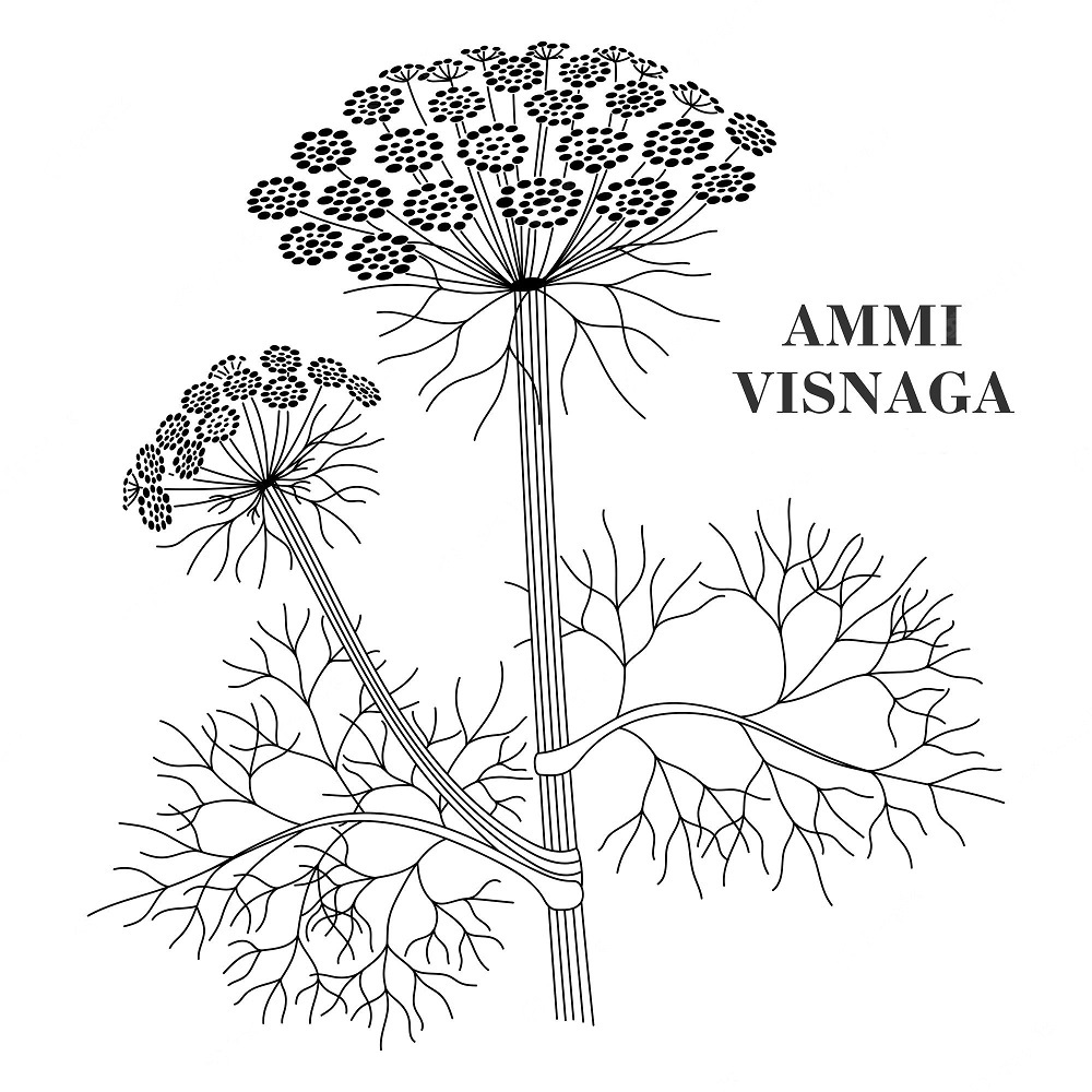 آمی ویسناگا؛ درباره یک گیاه باستانی!(عصرایران)