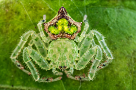 تصاویری از دنیای عجیب عنکبوت‌ها