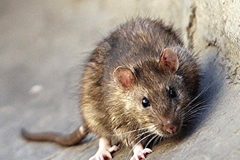 حرکات شگفت انگیز موش برای فرار از بلعیده شدن توسط مار