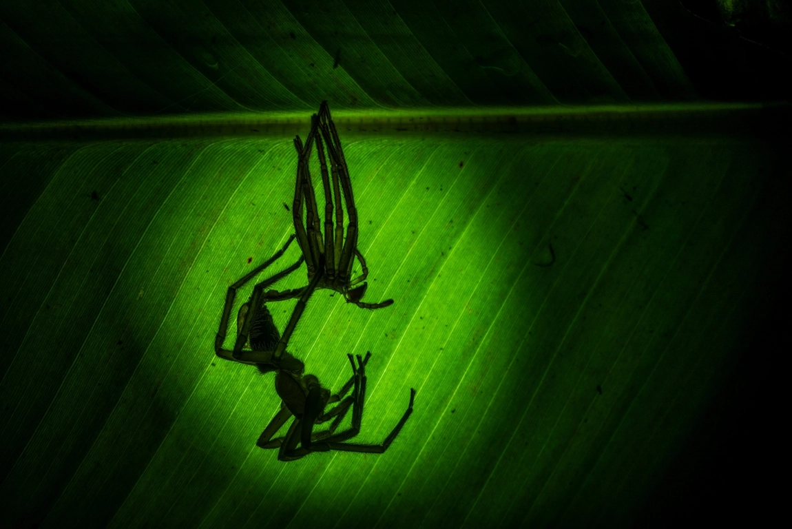 تصاویری از دنیای عجیب عنکبوت‌ها!(برترین ها)