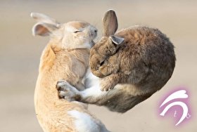 خرگوش‌هایی که شبیه نبردهای حماسی انیمه‌ها شدند