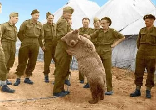 ماجرای خرس ایرانی که عضو ارتش لهستان شد