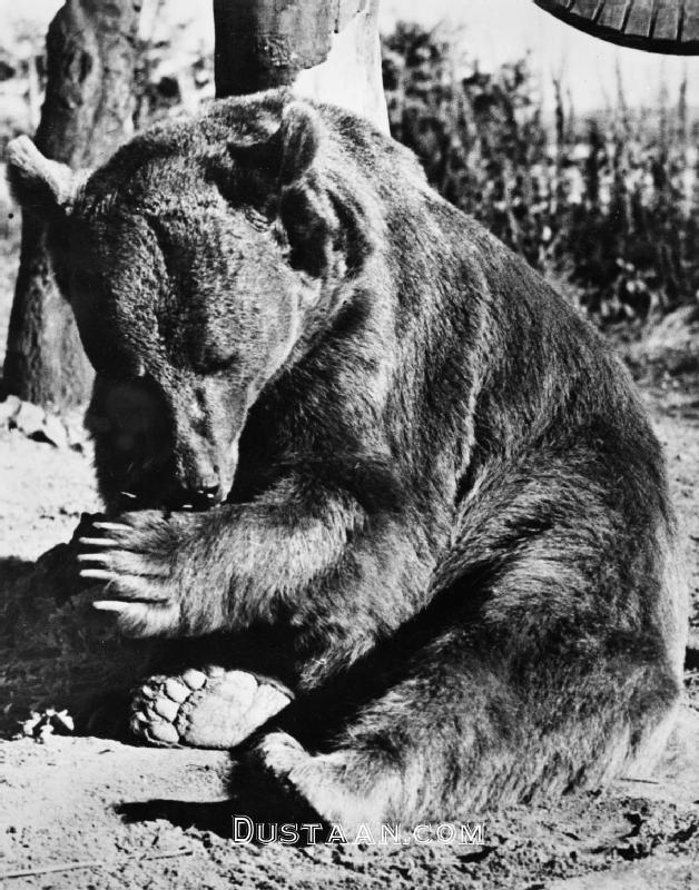 ماجرای خرس ایرانی که عضو ارتش لهستان شد