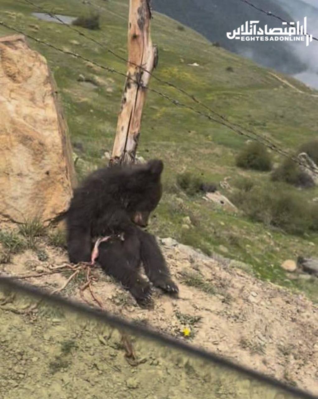 دلیل باورنکردنی قتل خرس در فیلبند