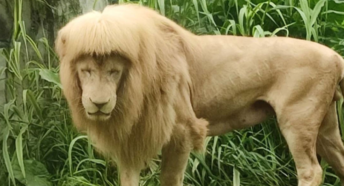 شیر زیبای باغ وحش گوانگژو که به خاطر مو‌های خاصش مشهور شده است