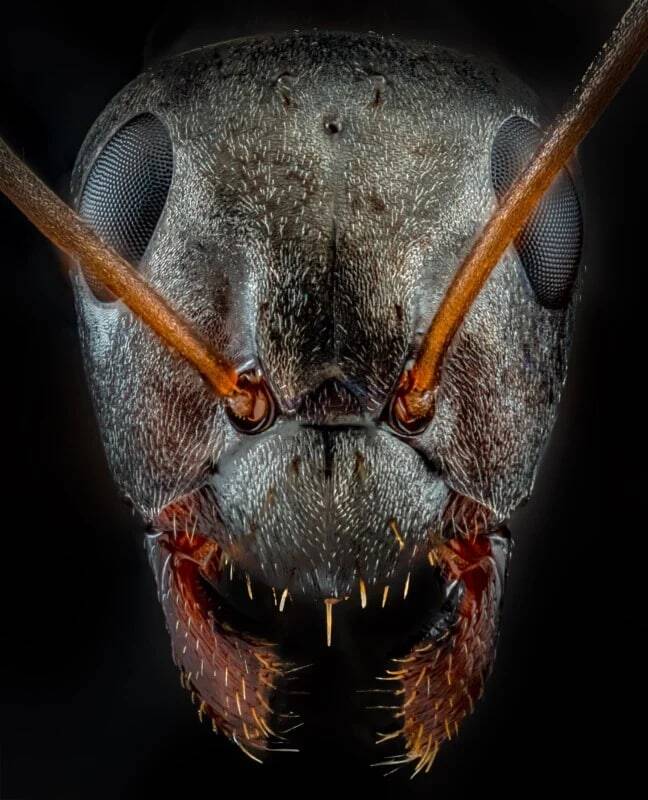 چهره ترسناک مورچه‌ها