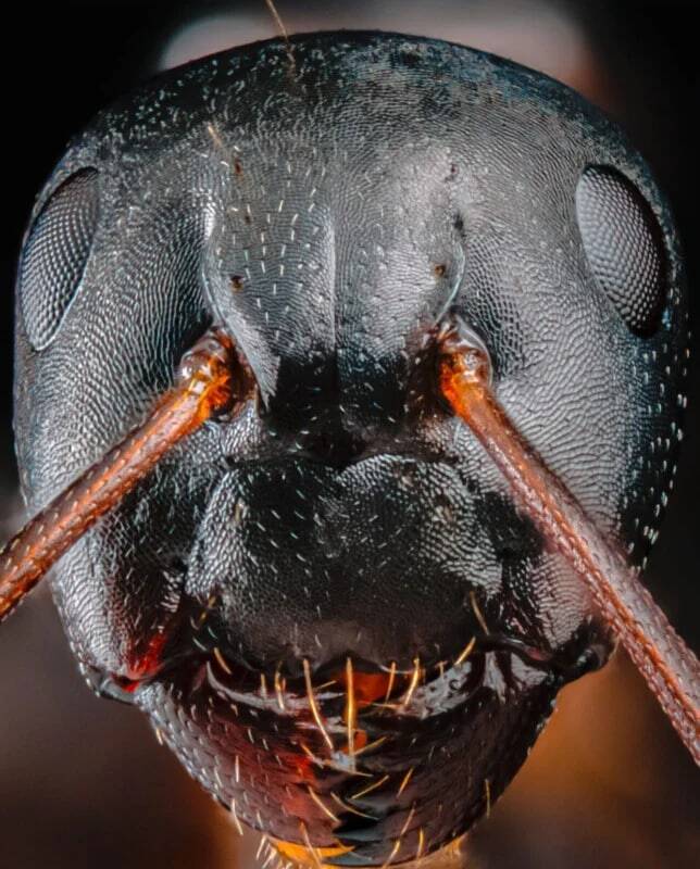 چهره ترسناک مورچه‌ها