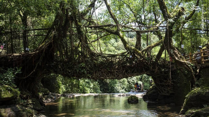 پلی از جنس ریشه درخت