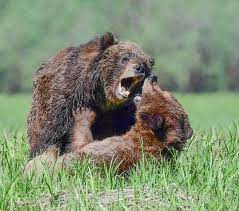 رقابت برای جلب توجه گریزلی ماده؛ تصاویر شکارشده از صحنه دعوای دو خرس نوجوان
