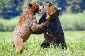 رقابت برای جلب توجه گریزلی ماده؛ تصاویر شکارشده از صحنه دعوای دو خرس نوجوان