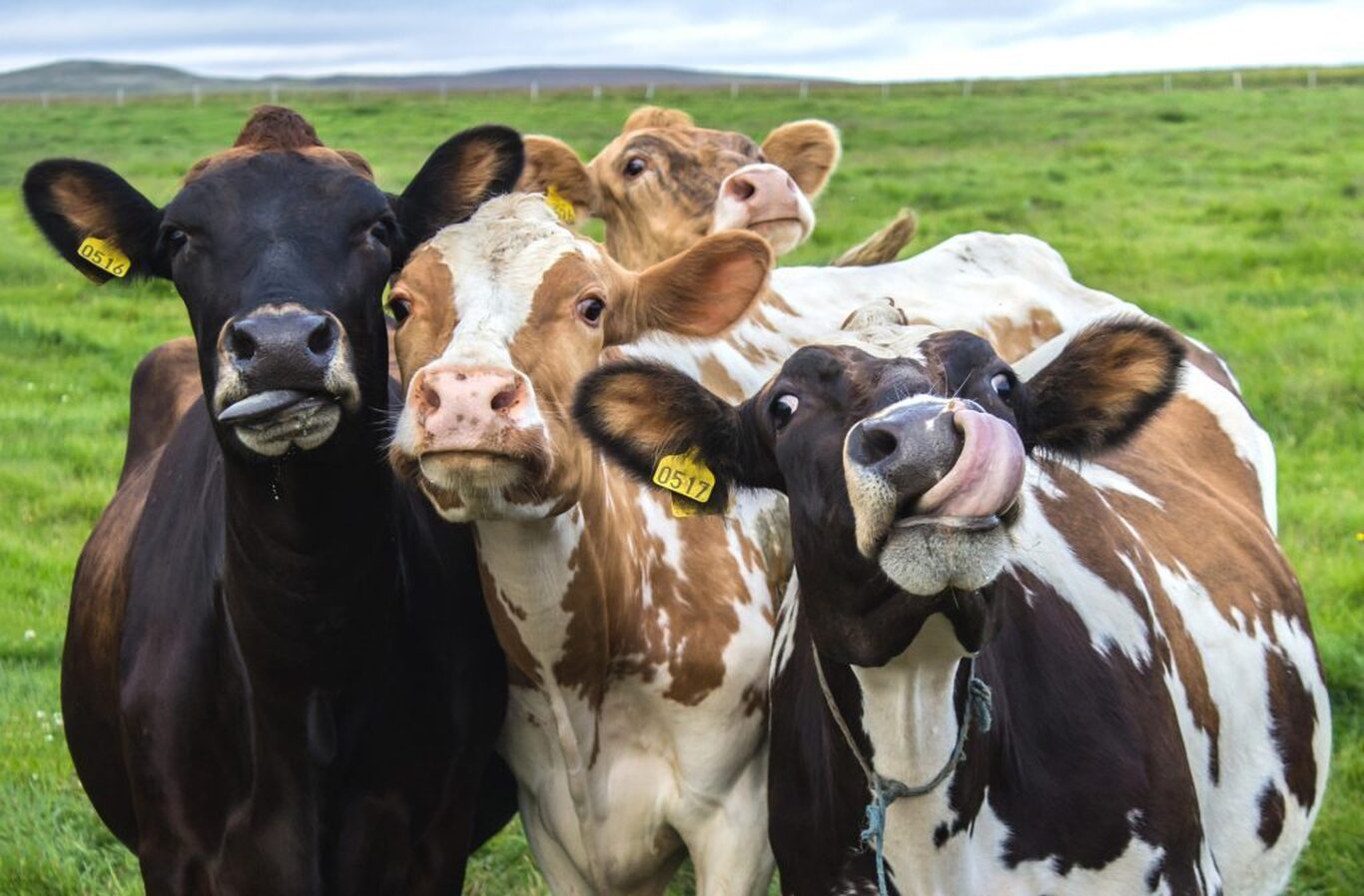 اگر گوشت نخوریم با گاوها چه کار کنیم؟