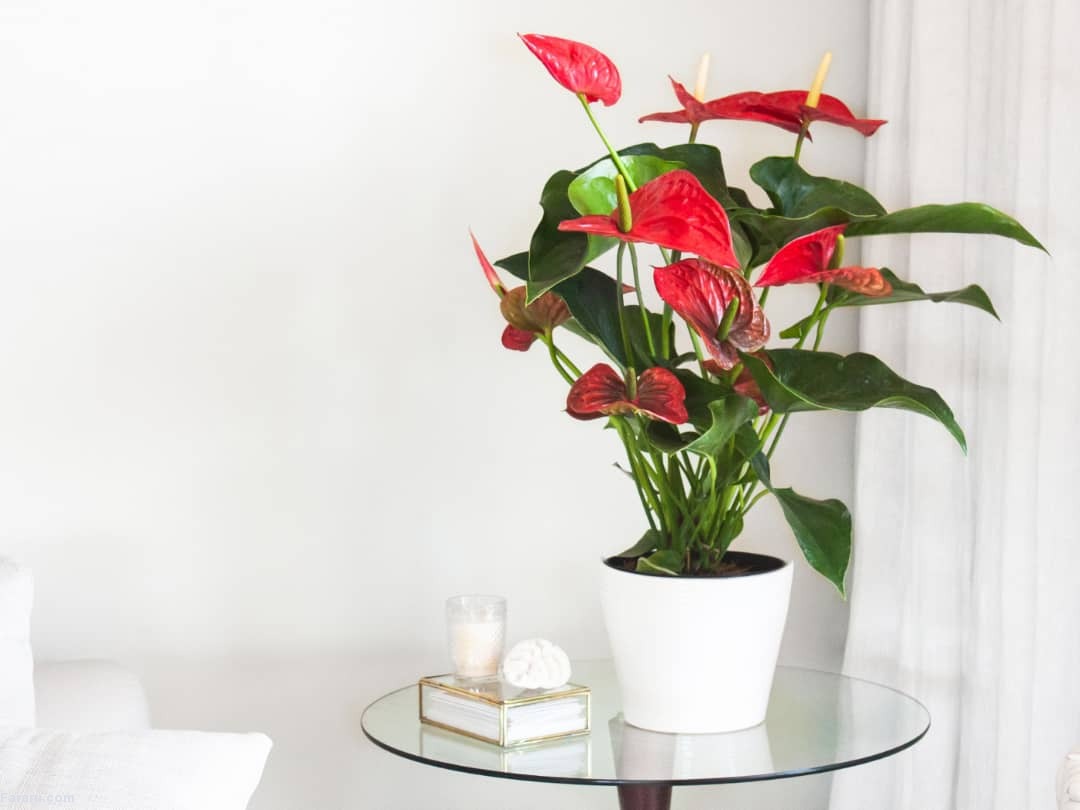 ۱۰ تا از زیباترین و مقاوم‌ترین گیاهان آپارتمانی گل‌دار