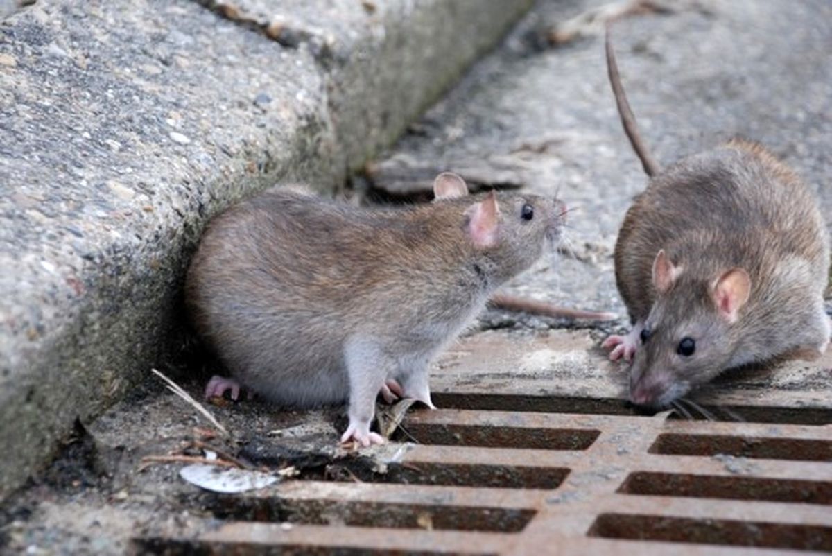 موش‌های ترانزیتی در تهران