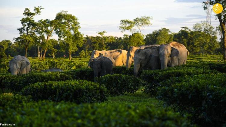 علاقه فیل‌ها به چای!