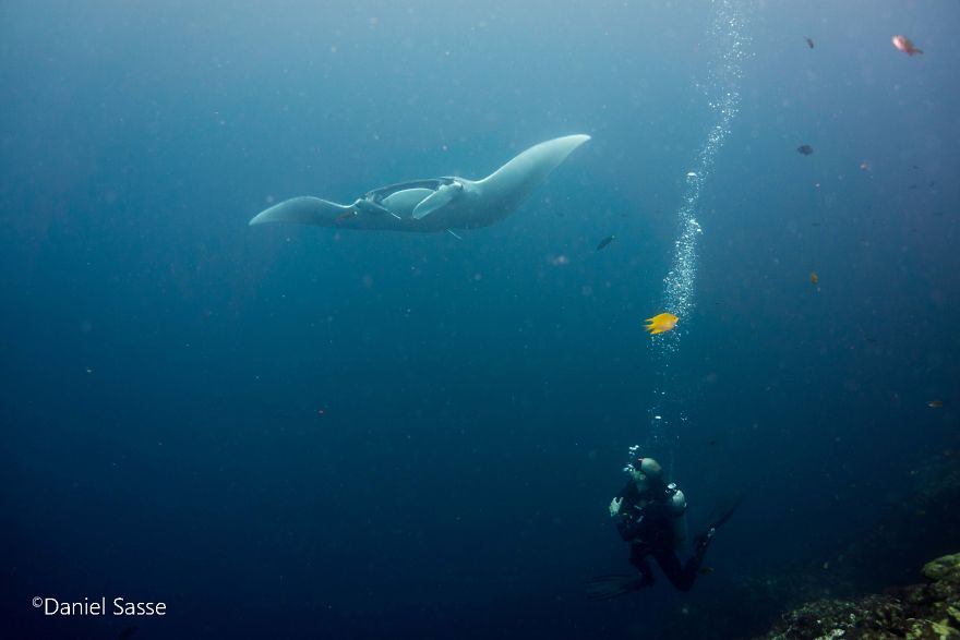 سفره‌ماهی‌های در معرض خطر مانتا در دنیای زیبا و شکننده‌ی زیر آب