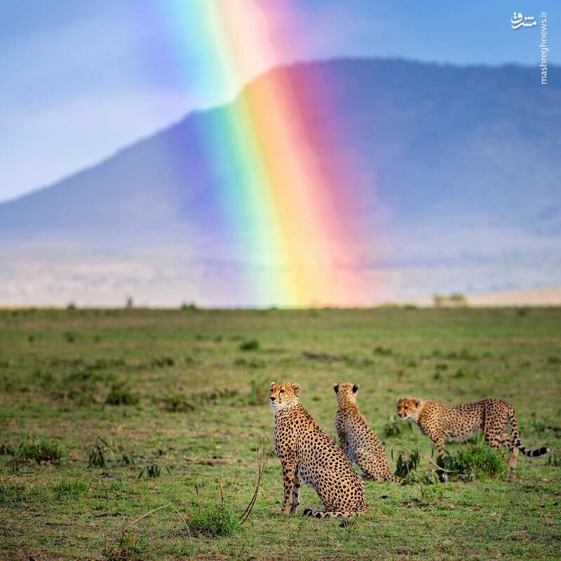 تصویری زیبا از حیات وحش کنیا