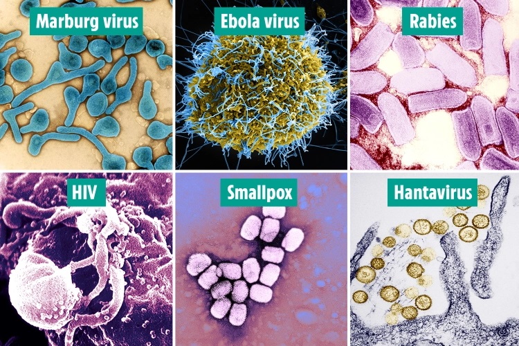 با مرگبارترین ویروس‌های تاریخ آشنا شوید