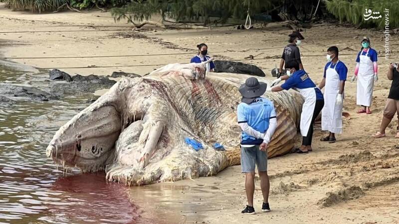 جسد یک نهنگ در ساحل تایلند