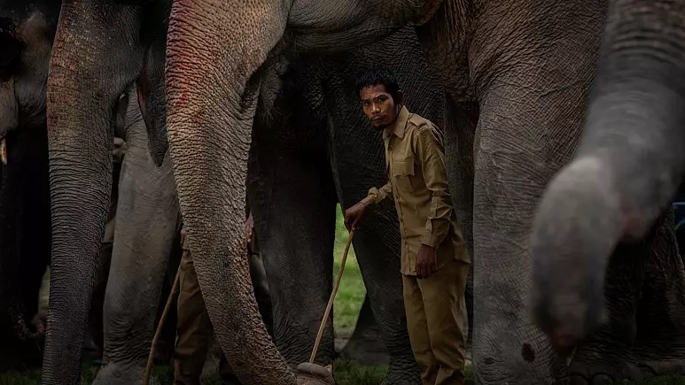 ۴۴ فیل به جان کشاورز هندی افتادند