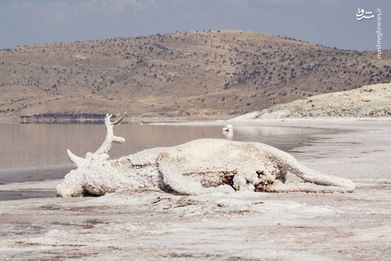 تصویری دردناک از گوزن زرد ایرانی در جزیره اشک دریاچه ارومیه