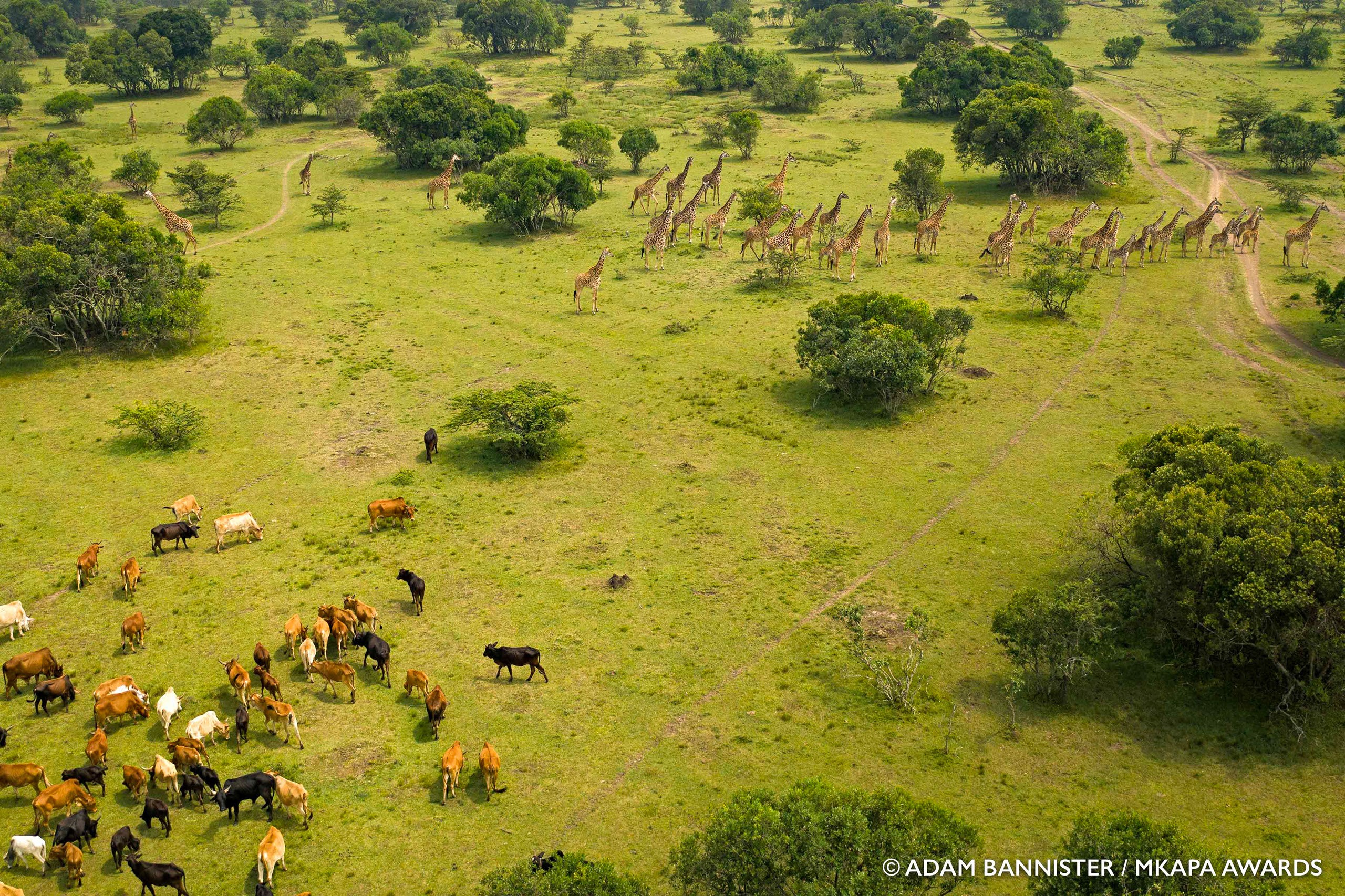 بهترین عکس‌های حیات وحش آفریقا در سال ۲۰۲۲