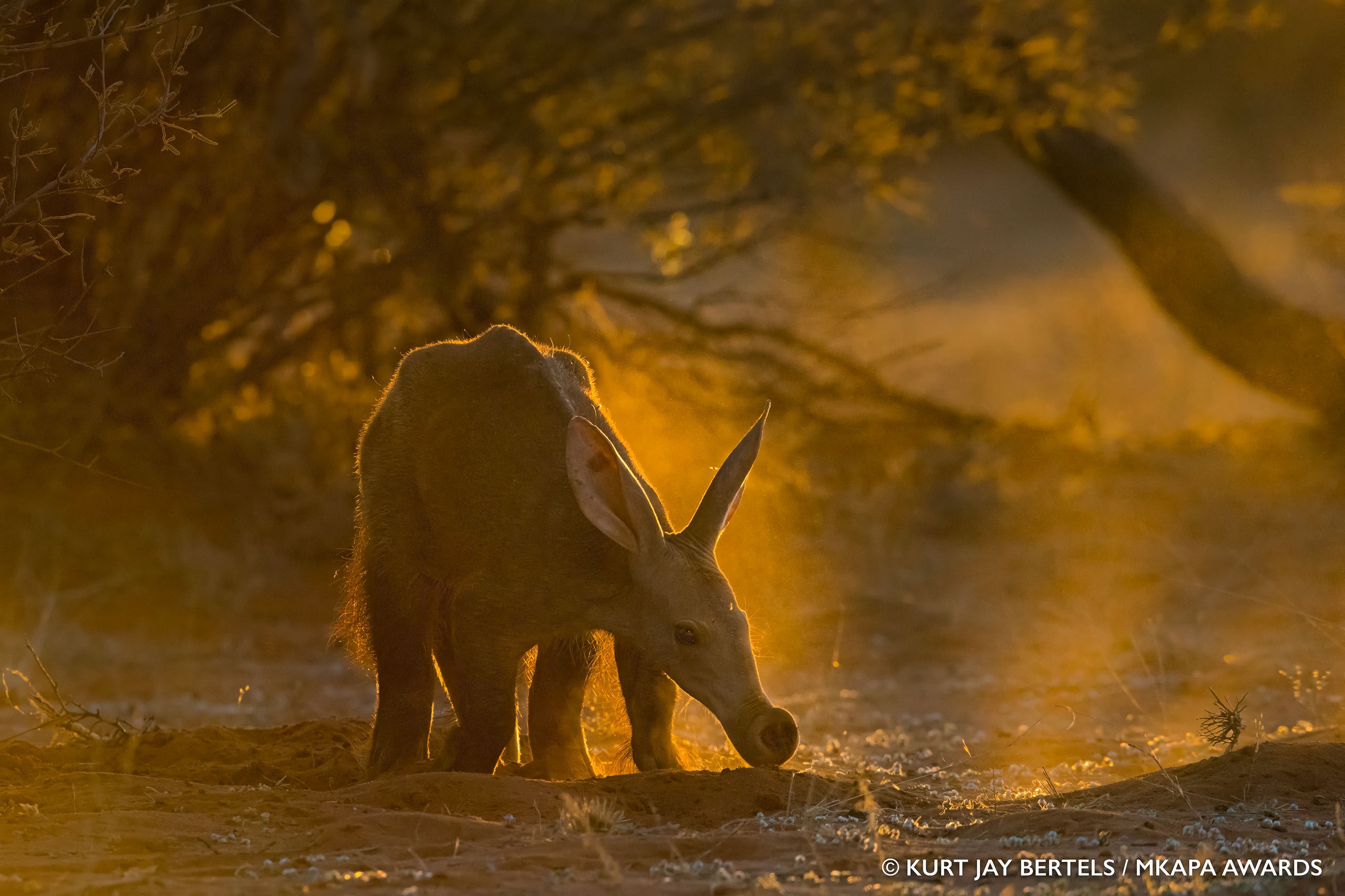 بهترین عکس‌های حیات وحش آفریقا در سال ۲۰۲۲
