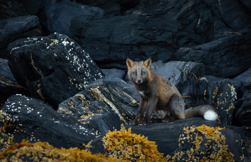 عکس خرس‌های قطبی در دهکده متروکه، برنده عنوان «عکاس طبیعت سال ۲۰۲۲» شد(زومیت)