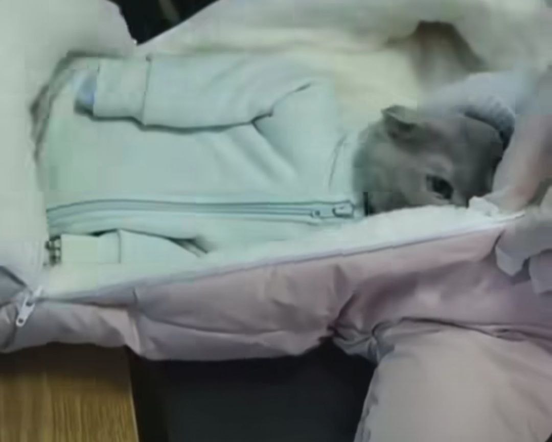 زنی برای قاچاق مخدر، گربه را جای نوزادش جا زد!