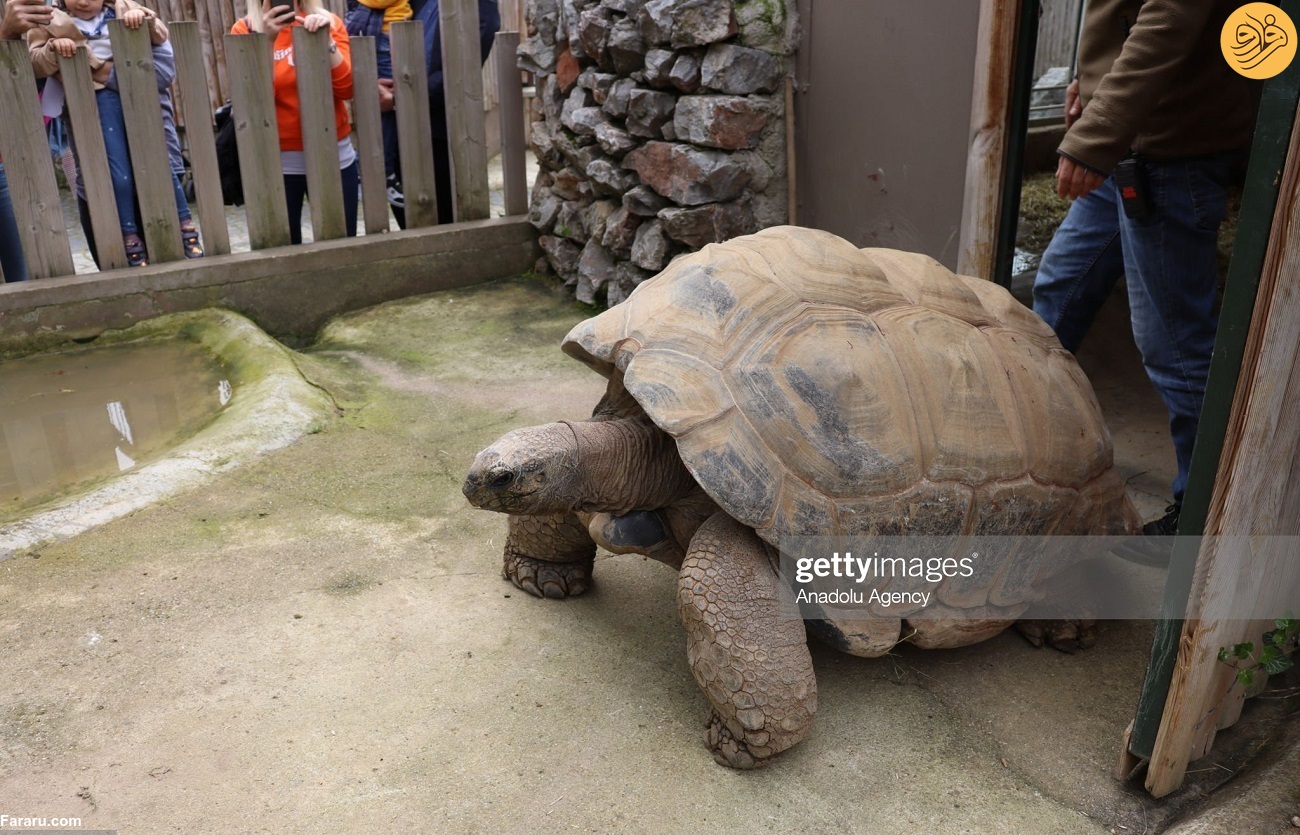 تصاویر بامزه از جشن تولد ۱۰۳سالگی یک لاک‌پشت