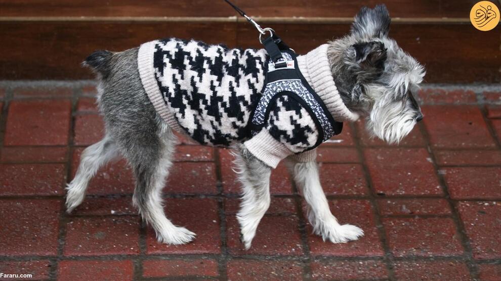 سگ‌های خانگی مجهز به لباس زمستانی (فرارو)