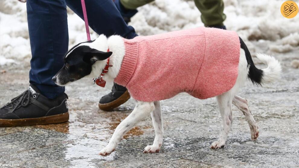 سگ‌های خانگی مجهز به لباس زمستانی (فرارو)