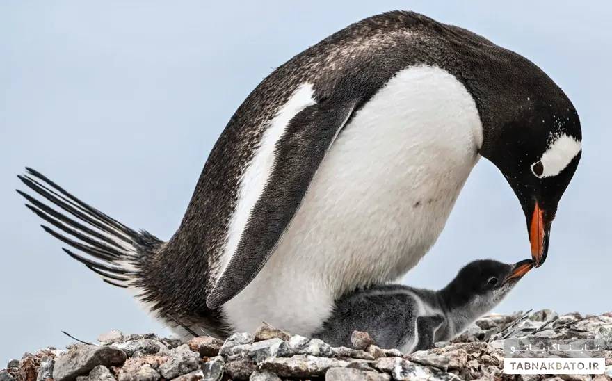 هفته در حیات وحش - در تصاویر: پنگوئن ها، کرم های شب تاب و یک قو که ویران می کند