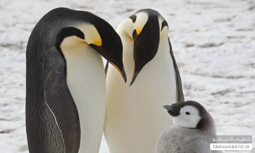 هفته در حیات وحش - در تصاویر: پنگوئن ها، کرم های شب تاب و یک قو که ویران می کند
