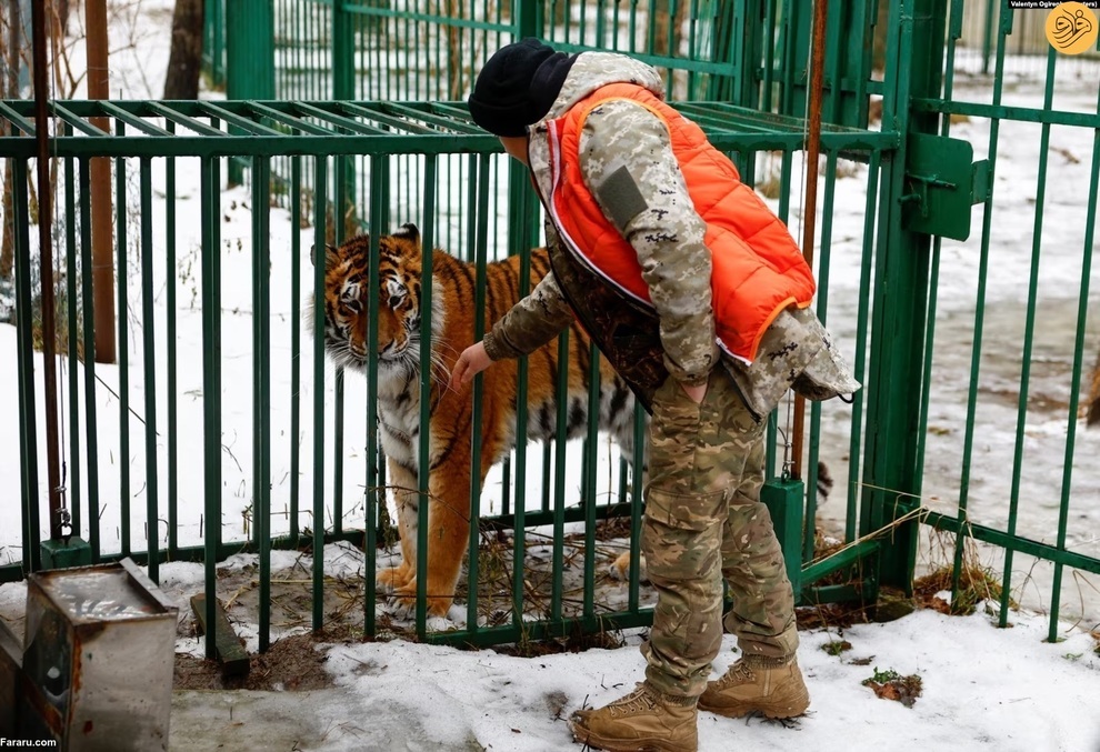 نجات حیوانات وحشی آسیب دیده در جنگ اوکراین (فرارو)