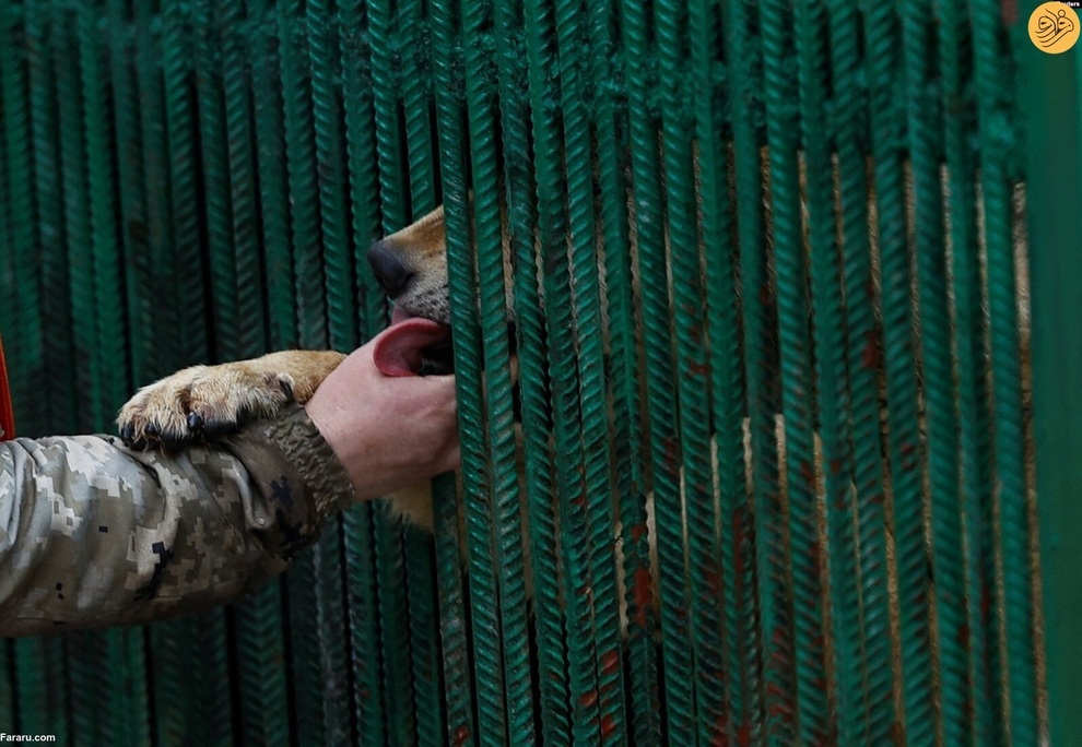 نجات حیوانات وحشی آسیب دیده در جنگ اوکراین (فرارو)