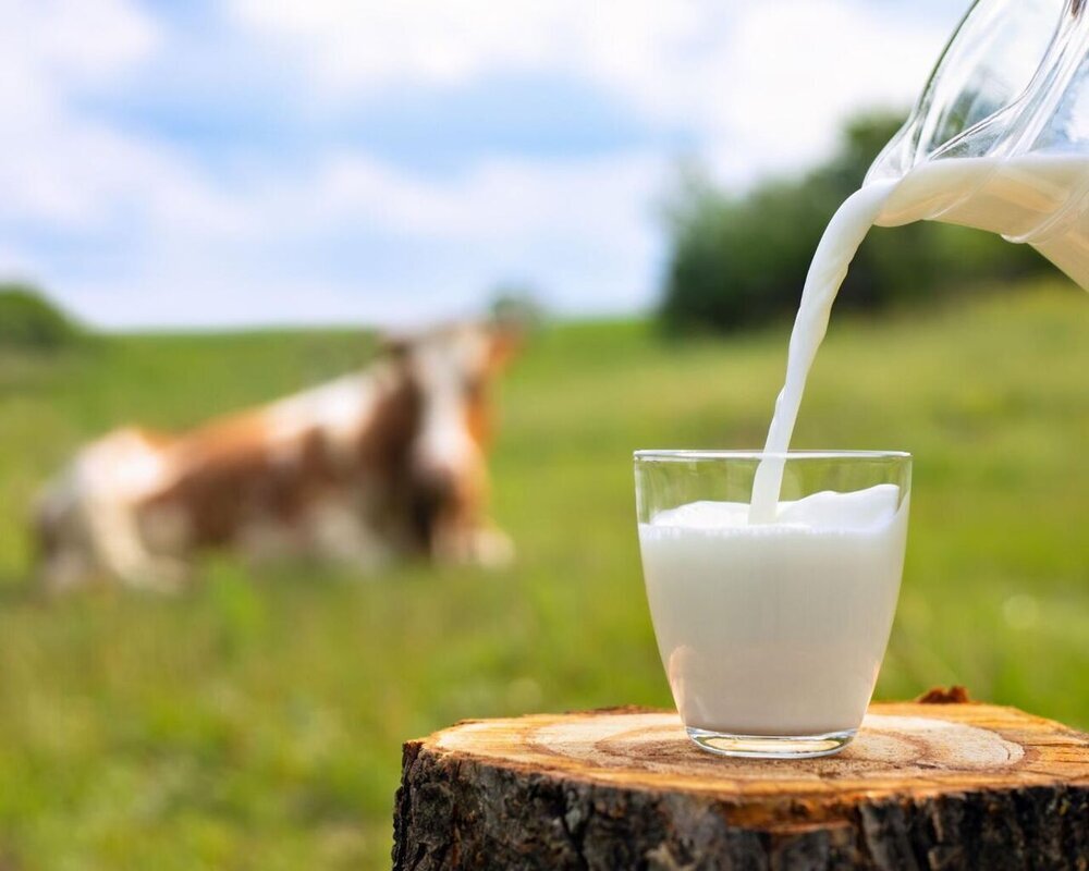 هشدار مهم درباره مصرف شیر پاستوریزه‌نشده