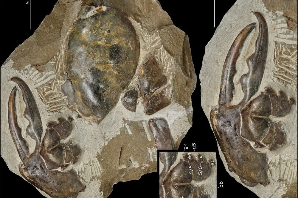 کشف عجیب چنگال یک خرچنگ با قدمت ۸ میلیون سال