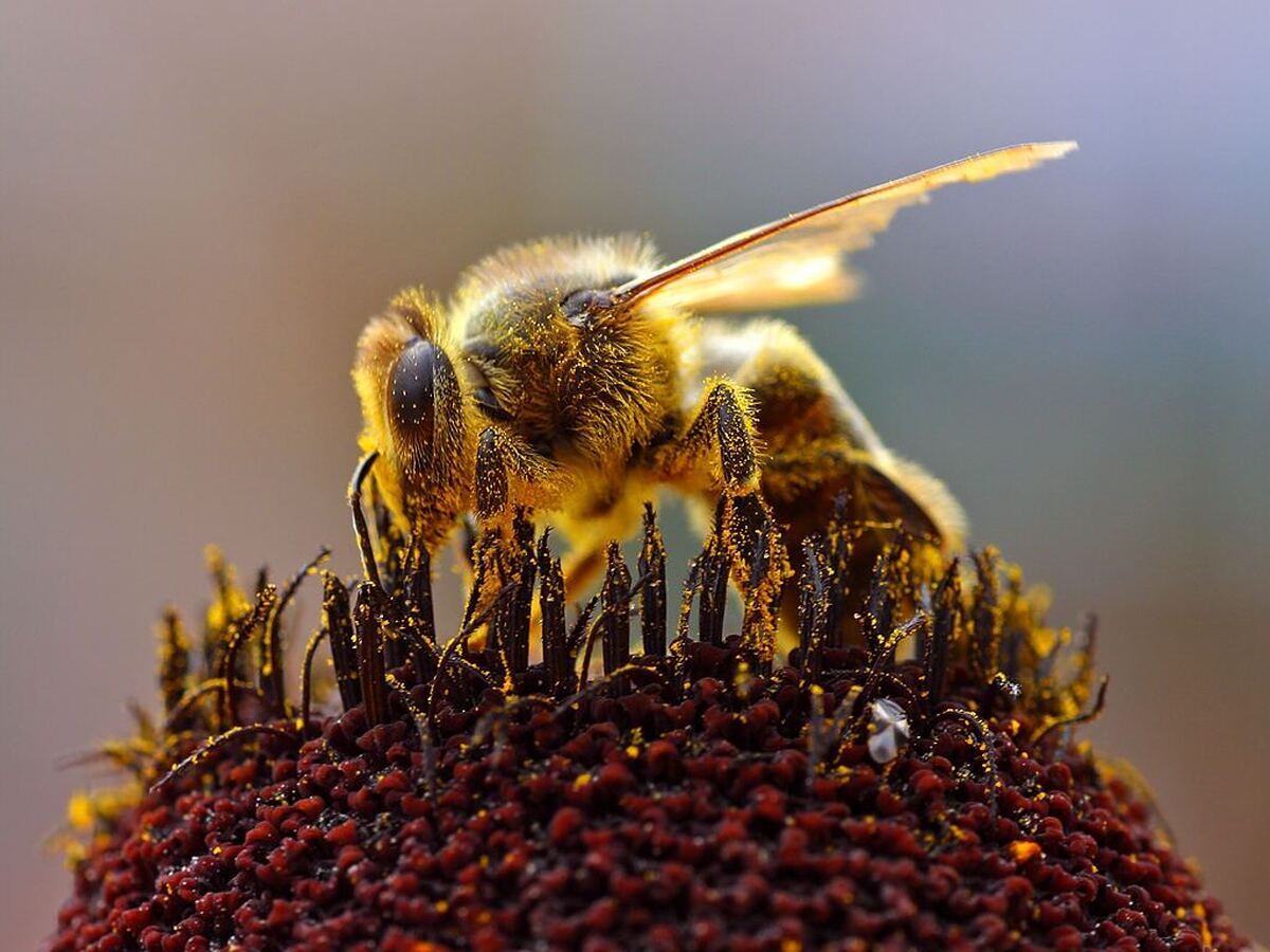 چرا زنبور‌های عسل ملکه دارند و چرا برخی از زنبور‌ها اصلا ملکه ندارند؟ (فرارو)