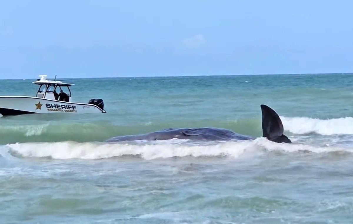 مرگ یک نهنگ عنبر در فلوریدای آمریکا (خبرفوری)