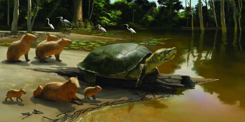 «ماتورین»، لاک‌پشت غول‌پیکر دنیای واقعی کشف شد (برترین ها)