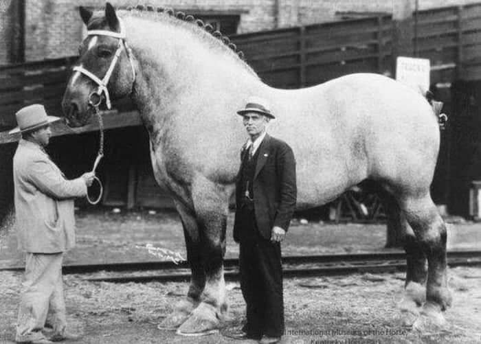 اسب تاریخ‌سازی که وزن آن بیشتر از ماشین‌ها بود