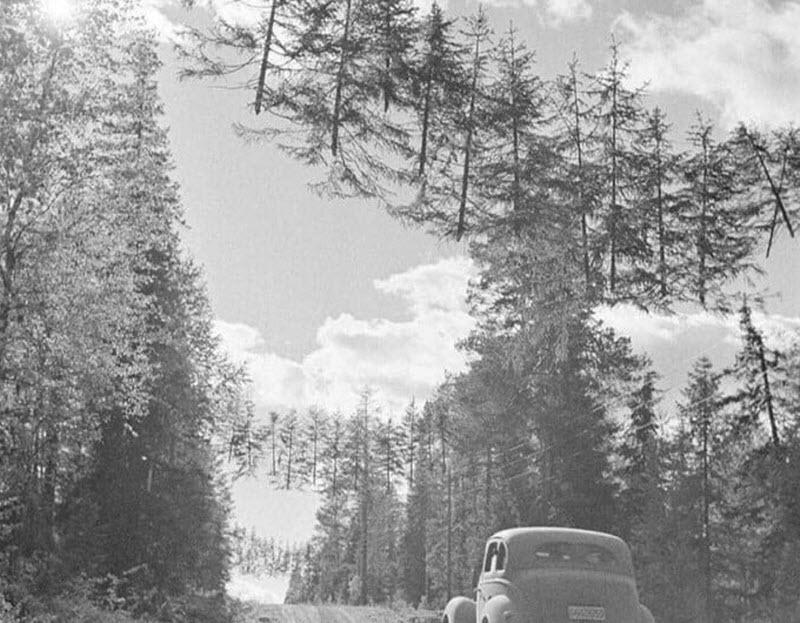 عکس این درخت‌های عجیب در دوره جنگ جهانی دوم اصلا ویرایش نشده‌اند!(یک پزشک)