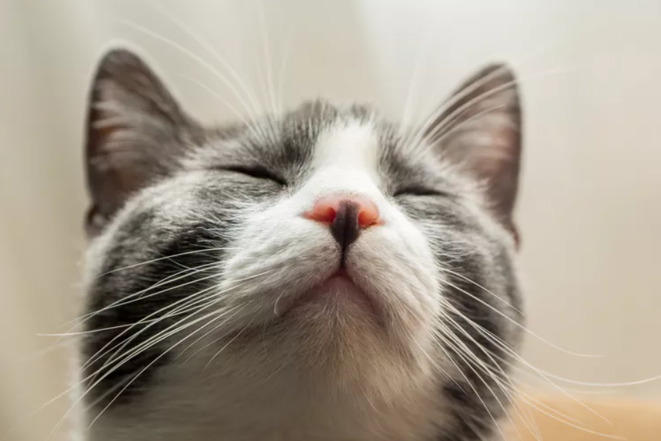 ۱۰ حقیقت جالب درباره سبیل گربه که نمی‌دانستید