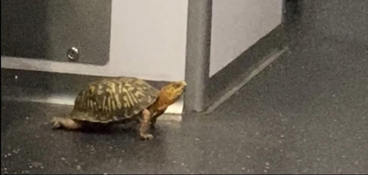 یک لاک‌پشت، مسافر ویژه مترو!