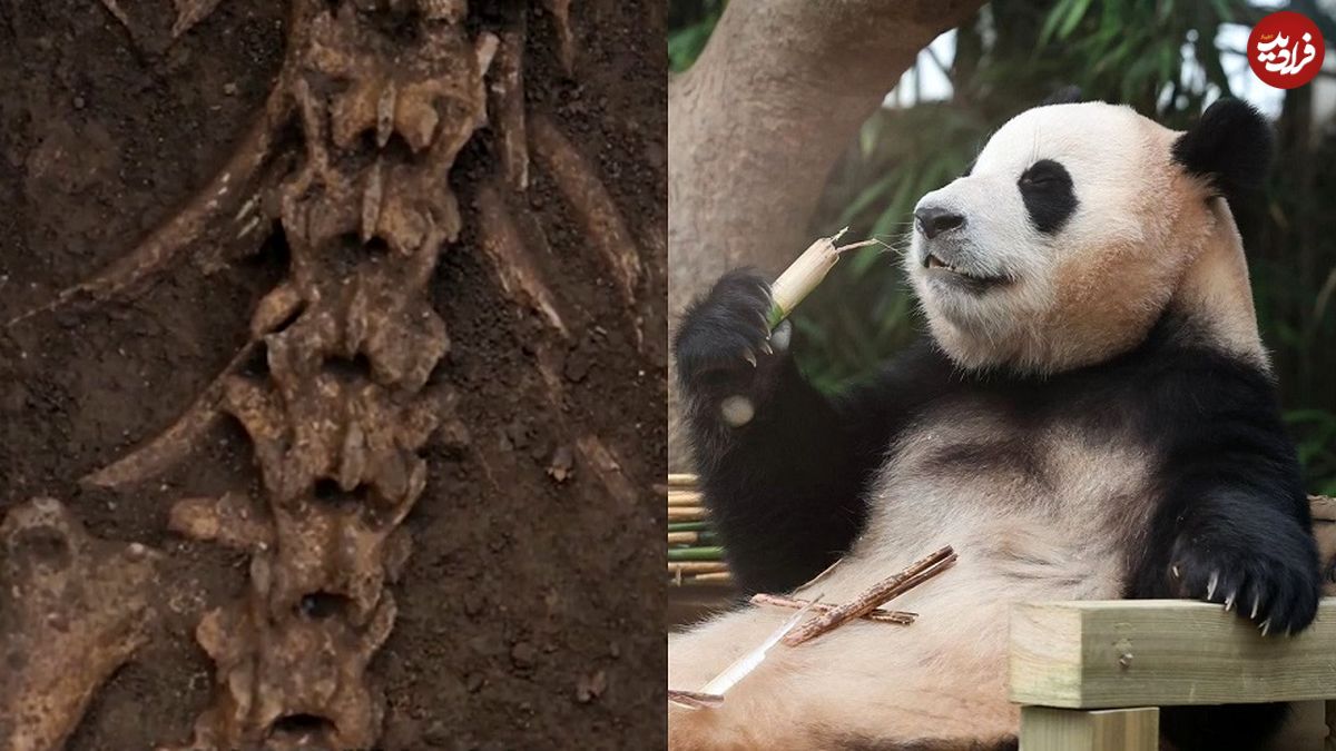 کشف اسکلت «خرس پاندا» در مقبرۀ امپراطور چین